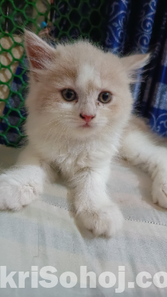 পার্শিয়ান,বিড়াল ছানা
